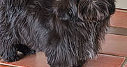 Appy participe au concours pour gagner de l'argent avec cette photo : dog, black_fur, bow, pet, indoor, floor_tile, curious, small_dog, fluffy, fur, animal, canine, companion, cute, domestic, standing, looking, hair_accessory, adorable, portrait