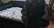 Appy participe au concours pour gagner de l'argent avec cette photo : animal, black_dog, blanket, companion, cozy, cute, dog, domestic_pet, fluffy, fur, furniture, hair_bow, indoor, living_room, pet_sofa, portrait, red_bow, relaxed, resting, tile_floor