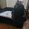 Appy participe au concours pour gagner de l'argent avec cette photo : dog, black_dog, pet_sofa, blanket, red_bow, indoor, tile_floor, fur, furniture, resting, cozy, hair_bow, animal, domestic_pet, cute, fluffy, living_room, relaxed, companion, portrait