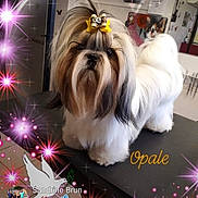 Opale participe au concours pour gagner de l'argent avec cette photo : animal, black, bow, brown, cute, dog, face, fluffy, fur, grooming, hair_accessory, indoor, pet, shih_tzu, small_dog, social_media, sparkle_effect, table, text_overlay, white