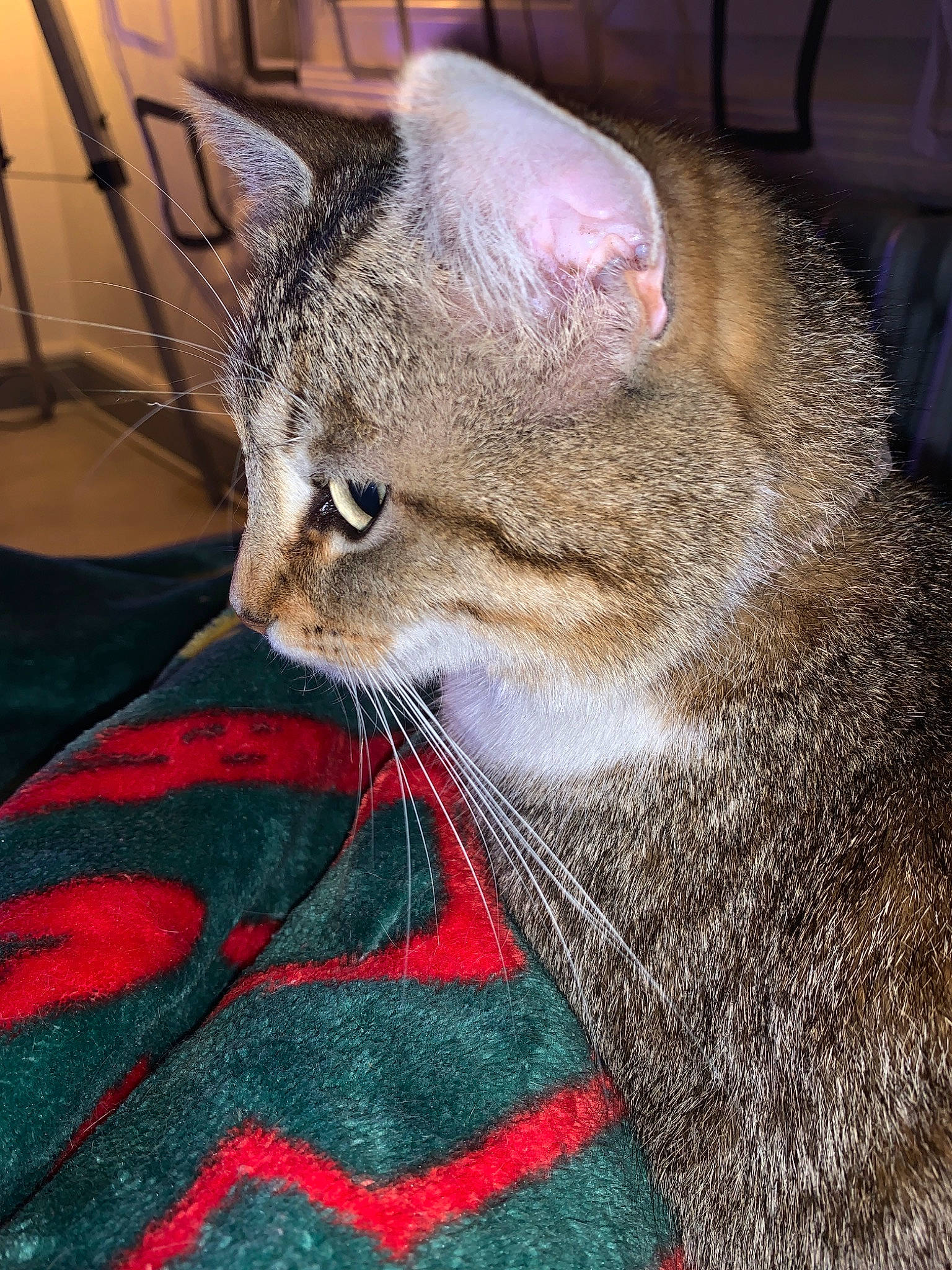 Nounette a rejoint le concours — aidez-le/la à gagner de superbes lots ! asian, california_spangled, carnivore, cat, chausie, domestic_short_haired_cat, dragon_li, european_shorthair, fawn, felidae, fur, german_rex, mammal, pixie_bob, singapura, small_to_medium_sized_cats, snout, tabby_cat, vertebrate, whiskers