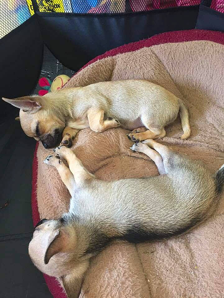 Princesse a rejoint le concours — aidez-le/la à gagner de superbes lots ! canidae, carnivore, chihuahua, companion_dog, dog, dog_breed, fawn, nap, puppy