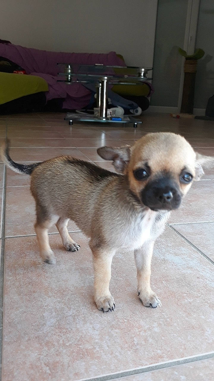 Princesse participe au concours pour gagner de l'argent avec cette photo : canidae, carnivore, chihuahua, companion_dog, dog, dog_breed, fawn, mammal, pug, puggle, puppy, snout, toy_dog, vertebrate