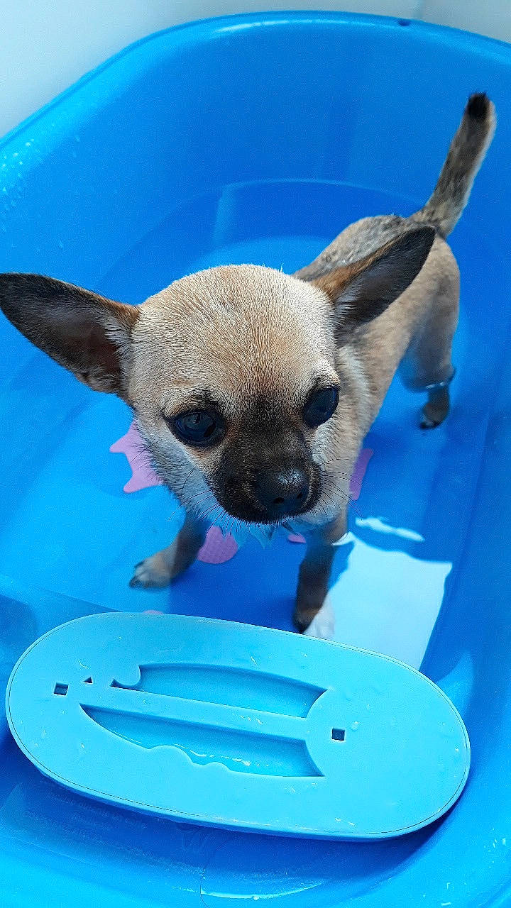 Princesse participe au concours pour gagner de l'argent avec cette photo : canidae, carnivore, chihuahua, companion_dog, dog, dog_breed, ear, fawn, mammal, puppy, snout, toy_dog, vertebrate