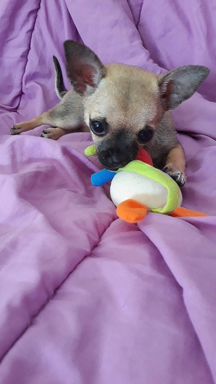 Princesse participe au concours pour gagner de l'argent avec cette photo : canidae, carnivore, chihuahua, companion_dog, dog, dog_breed, dog_toy, fawn, mammal, puppy, russkiy_toy, snout, toy_dog, vertebrate