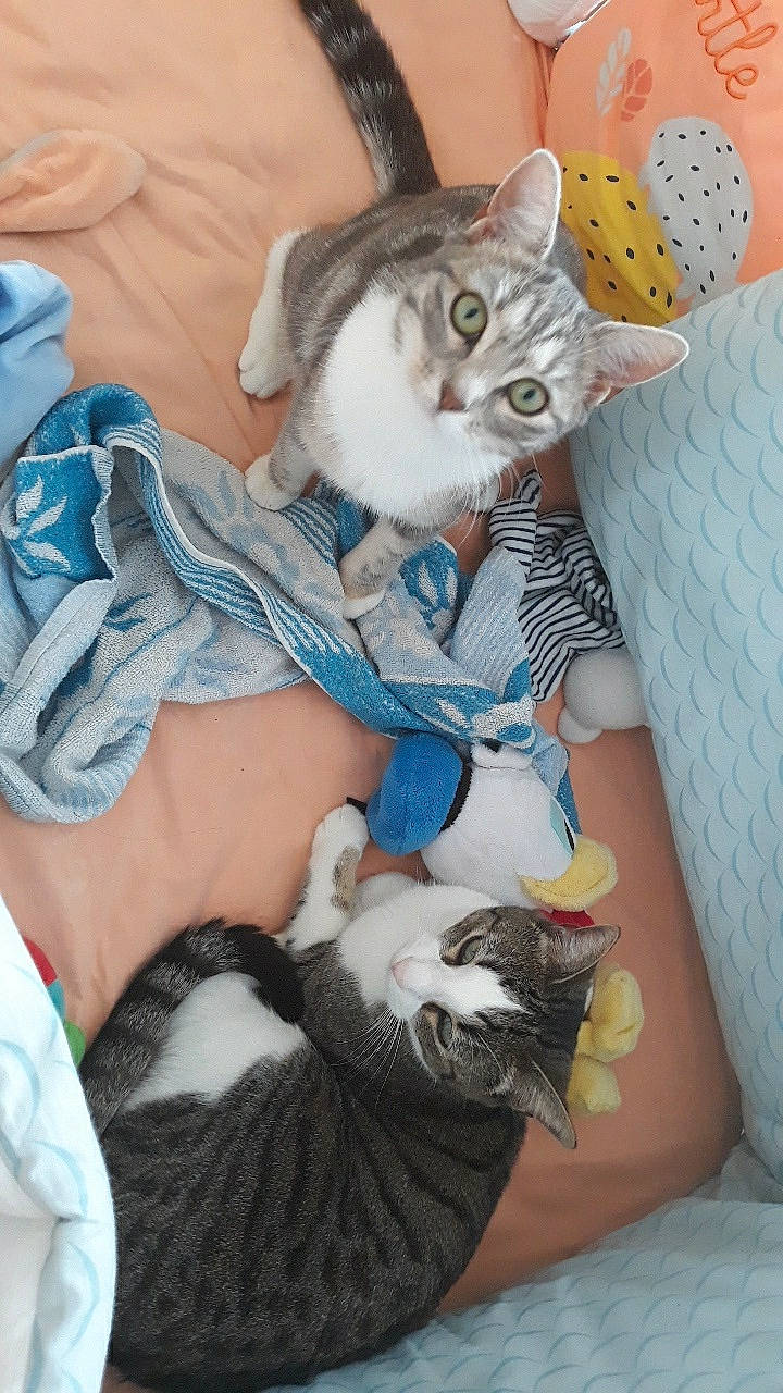 Tigris participe au concours pour gagner de l'argent avec cette photo : aegean_cat, american_shorthair, american_wirehair, asian, carnivore, cat, domestic_short_haired_cat, european_shorthair, felidae, kitten, small_to_medium_sized_cats, whiskers