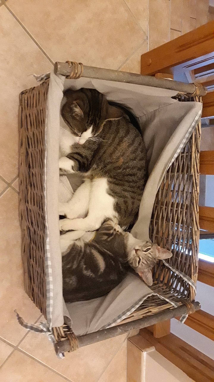 Tigris a rejoint le concours — aidez-le/la à gagner de superbes lots ! cat, felidae, nap, sleep, small_to_medium_sized_cats