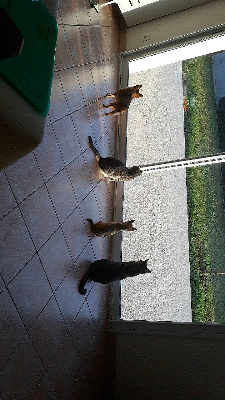 Bijou a rejoint le concours — aidez-le/la à gagner de superbes lots ! bird, cat, felidae, floor, glass, interior_design, leg, line, room, shadow, shoe, small_to_medium_sized_cats, tail, window