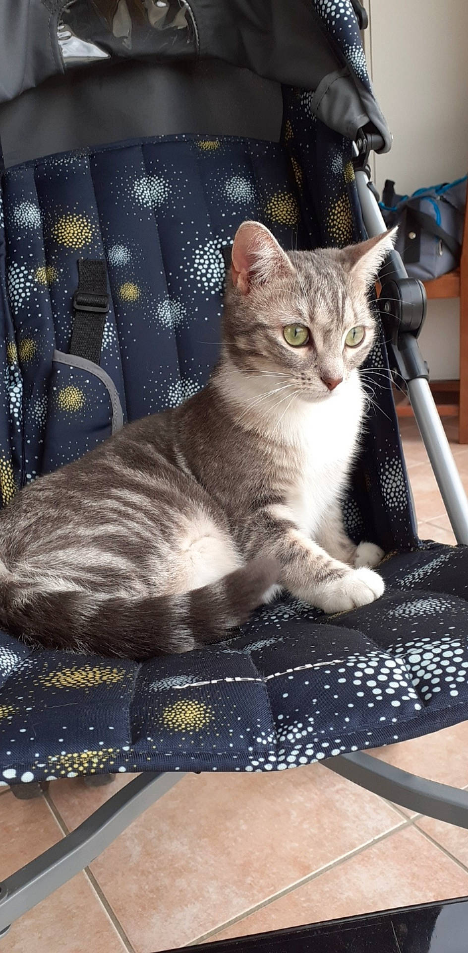 Bijou a rejoint le concours — aidez-le/la à gagner de superbes lots ! american_shorthair, american_wirehair, arabian_mau, asian, australian_mist, carnivore, cat, domestic_short_haired_cat, dragon_li, egyptian_mau, european_shorthair, fawn, felidae, kitten, mammal, small_to_medium_sized_cats, tabby_cat, vertebrate, whiskers