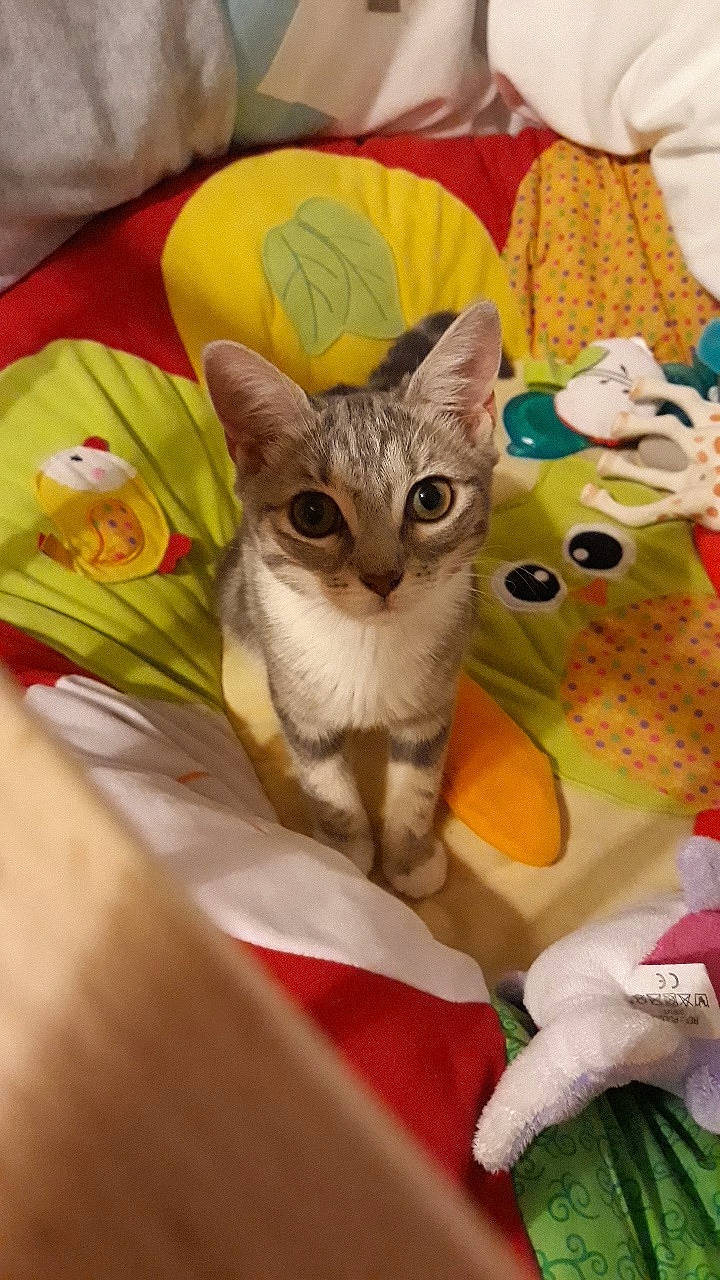 Bijou participe au concours pour gagner de l'argent avec cette photo : asian, australian_mist, carnivore, cat, domestic_short_haired_cat, european_shorthair, fawn, felidae, kitten, mammal, oriental_shorthair, singapura, small_to_medium_sized_cats, vertebrate, whiskers