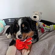 Baïa a rejoint le concours — aidez-le/la à gagner de superbes lots ! animal, black_and_white, blanket, brown, chewing, comfort, cute, dog, fur, home, indoor, pet, playful, puppy, resting, small, soft, stuffed_animal, toy, young