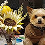 Lucky joined the competition — help win amazing prizes! dog, small_dog, sweater, brown_sweater, table, mason_jar, flower_arrangement, sunflower, pumpkin, decor, autumn, indoor, pet, cute, animal, fur, ears, face, collar, closeup