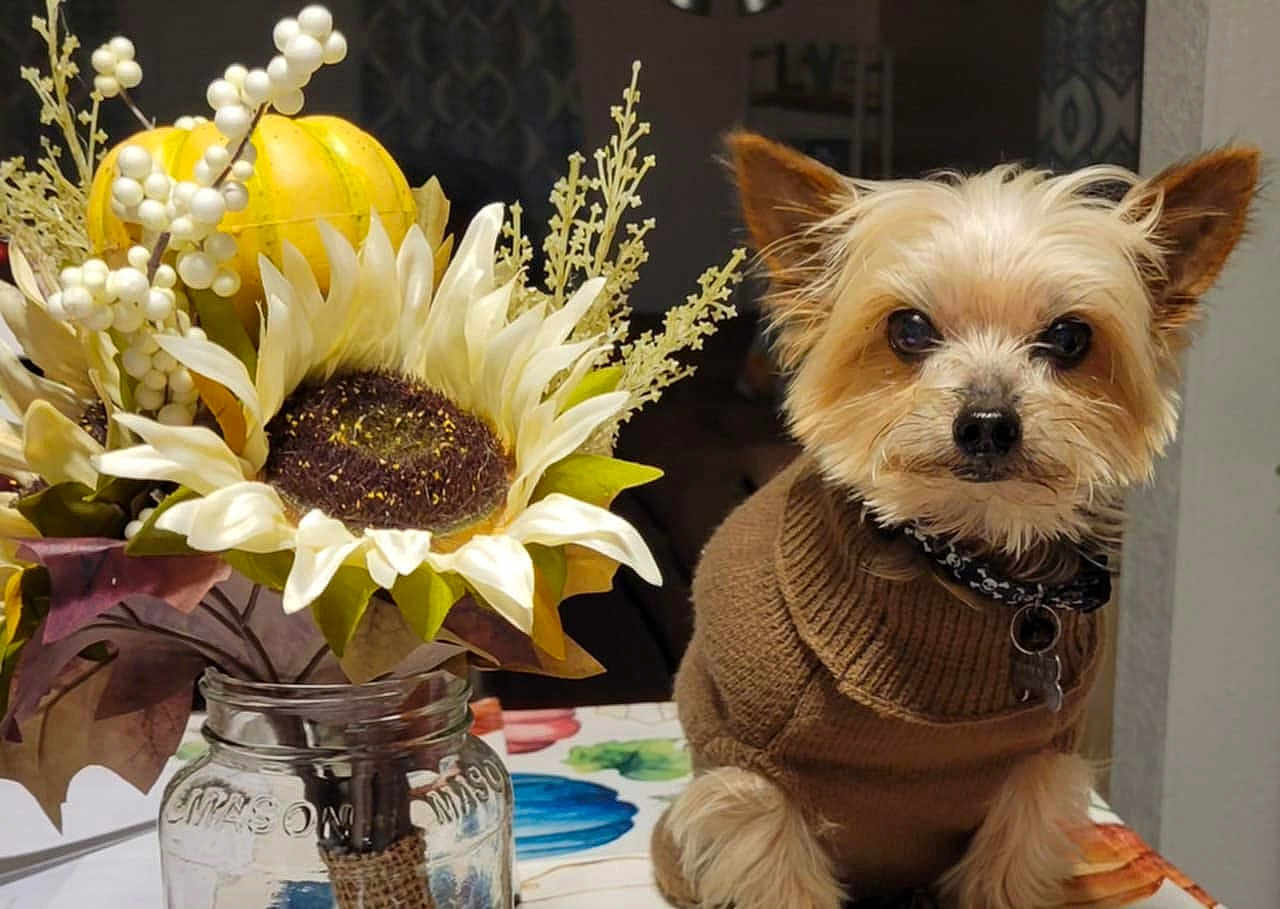 Lucky joined the competition — help win amazing prizes! dog, small_dog, sweater, brown_sweater, table, mason_jar, flower_arrangement, sunflower, pumpkin, decor, autumn, indoor, pet, cute, animal, fur, ears, face, collar, closeup