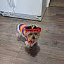 Lucky is registered to the contest to win money with this photo: dog, small_dog, costume, sombrero, poncho, indoor, wooden_floor, kitchen, pet, animal, cute, festive, clothing, standing, floor, domestic, brown_dog, portrait, looking, household