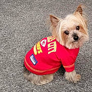 Lucky is registered to the contest to win money with this photo: dog, small_dog, yorkshire_terrier, pet_clothing, red_jersey, kansas_city_chiefs, carpet, indoor, cute, looking_back, fluffy, ears_up, sitting, fur, animal, companion, adorable, portrait, canine, domestic_animal