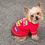 adorable, animal, canine, carpet, companion, cute, dog, domestic_animal, ears_up, fluffy, fur, indoor, kansas_city_chiefs, looking_back, pet_clothing, portrait, red_jersey, sitting, small_dog, yorkshire_terrier