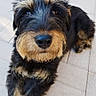 dog, puppy, black_and_tan, scruffy, fluffy, beard, facial_hair, portrait, close_up, looking_at_camera, brown_eyes, black_fur, tan_markings, tiled_floor, indoor, lying_down, pet, cute, photograph, gallery_screenshot