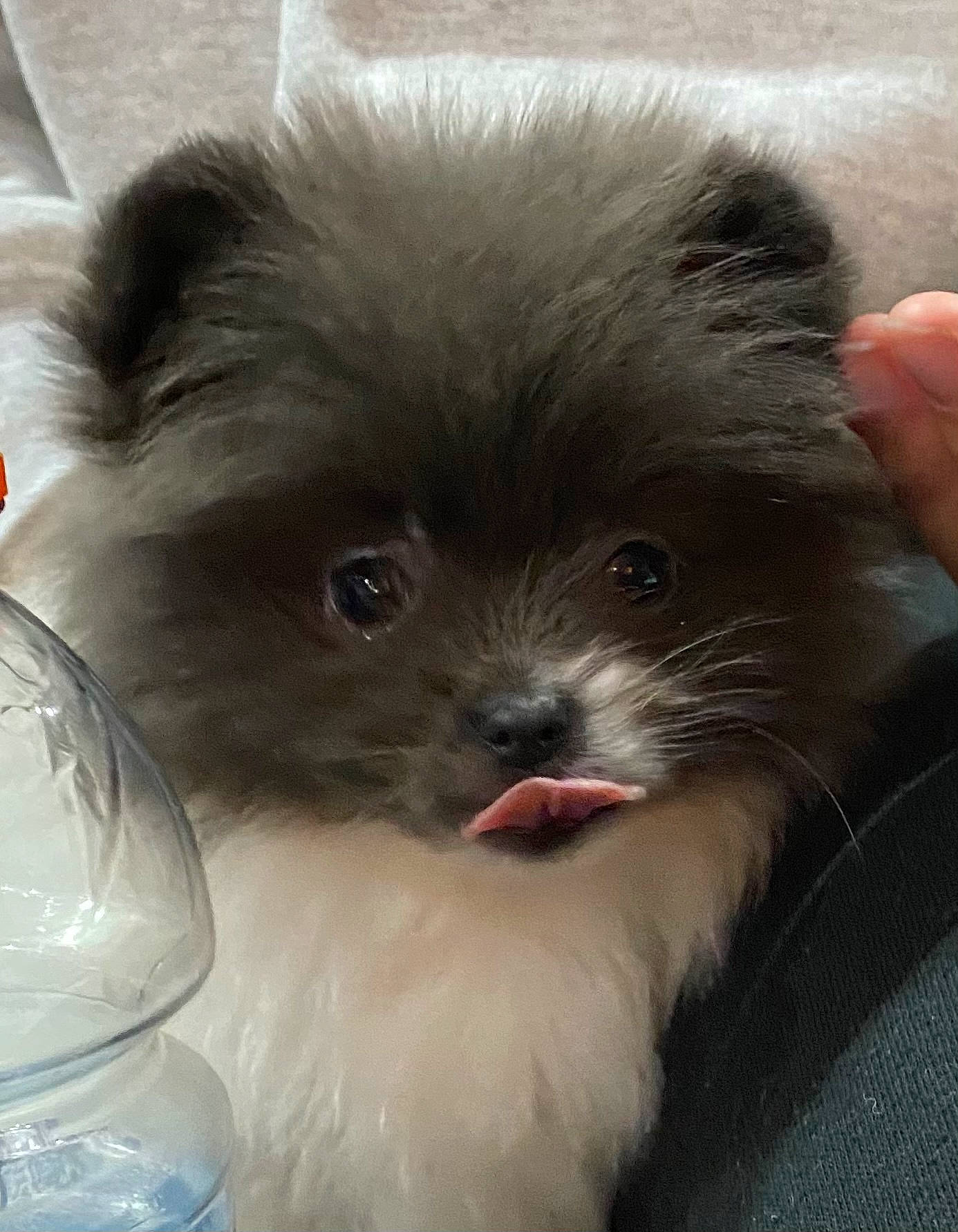 Mimi is registered to the contest to win money with this photo: bottle, carnivore, companion_dog, drinking_water, fawn, fur, iris, nail, non_sporting_group, plastic, plastic_bottle, puppy, skin, snout, toy_dog, transparent_material, vertebrate, whiskers, working_animal