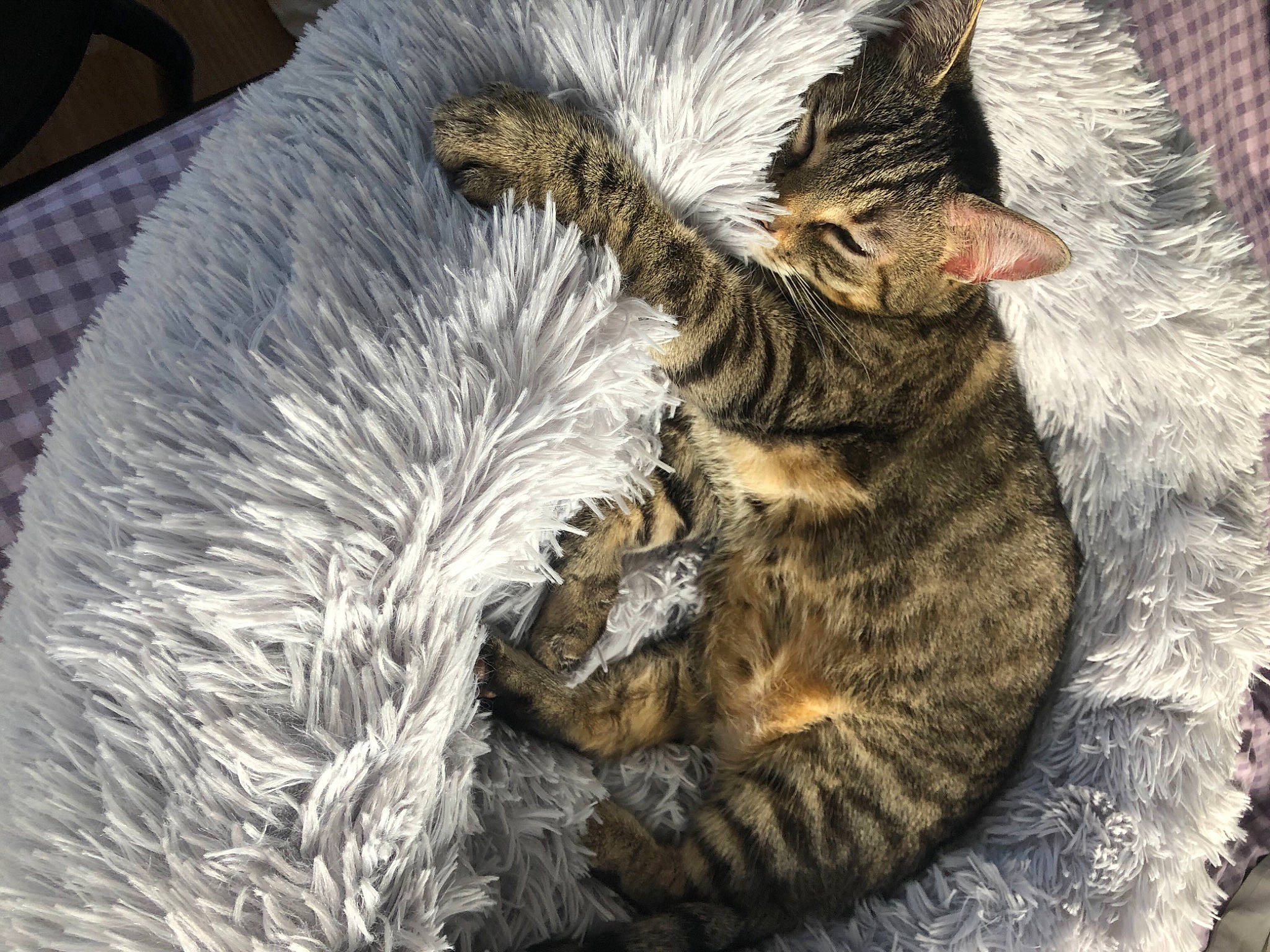 Mamine a rejoint le concours — aidez-le/la à gagner de superbes lots ! california_spangled, carnivore, cat, claw, domestic_short_haired_cat, dragon_li, egyptian_mau, european_shorthair, felidae, fur, german_rex, kitten, nap, paw, pixie_bob, sleep, small_to_medium_sized_cats, snout, tabby_cat, whiskers