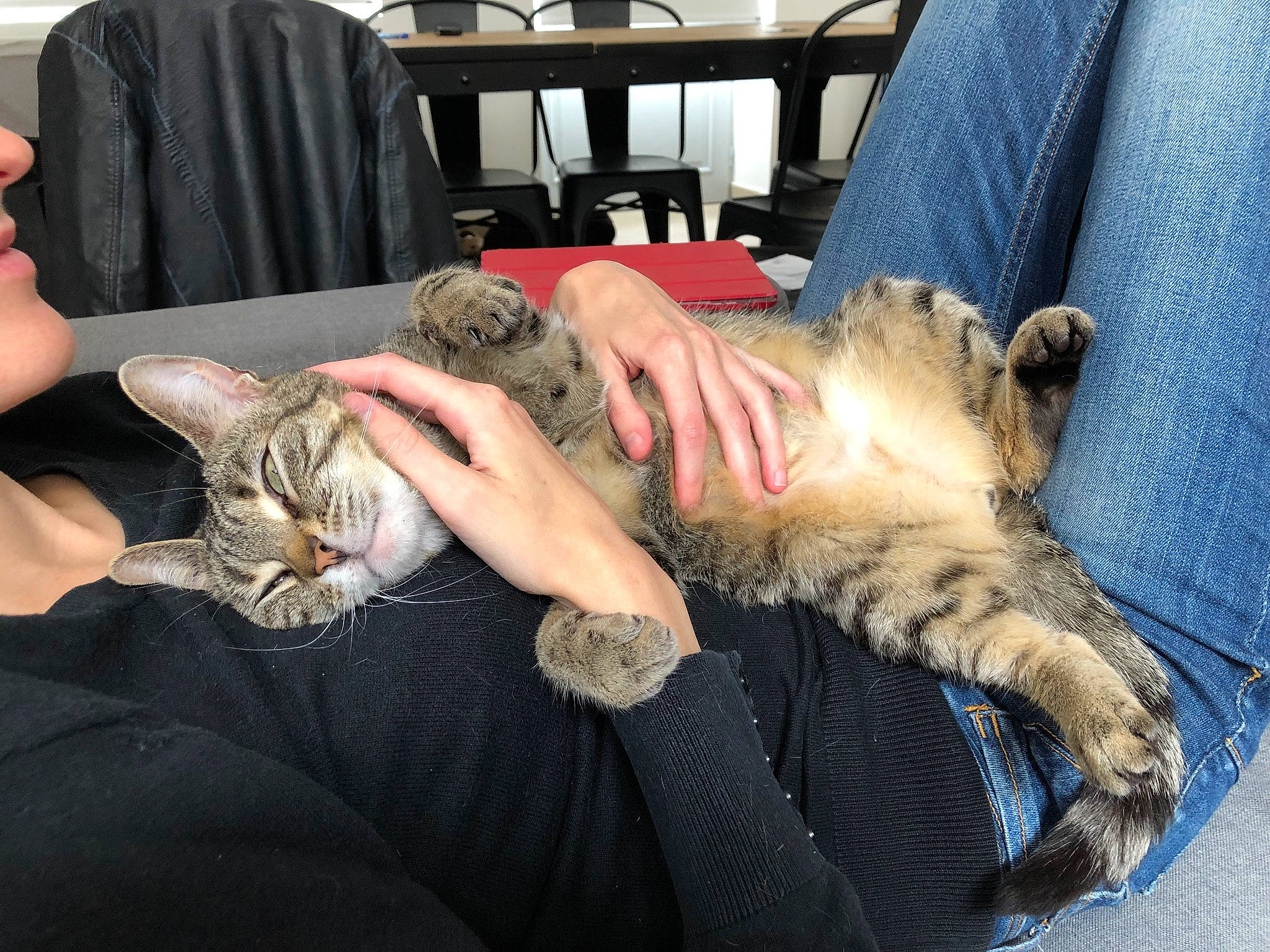 Mamine participe au concours pour gagner de l'argent avec cette photo : asian, carnivore, cat, claw, comfort, domestic_short_haired_cat, dragon_li, european_shorthair, felidae, fur, kitten, mammal, nap, paw, pixie_bob, polydactyl_cat, sleep, small_to_medium_sized_cats, tabby_cat, whiskers