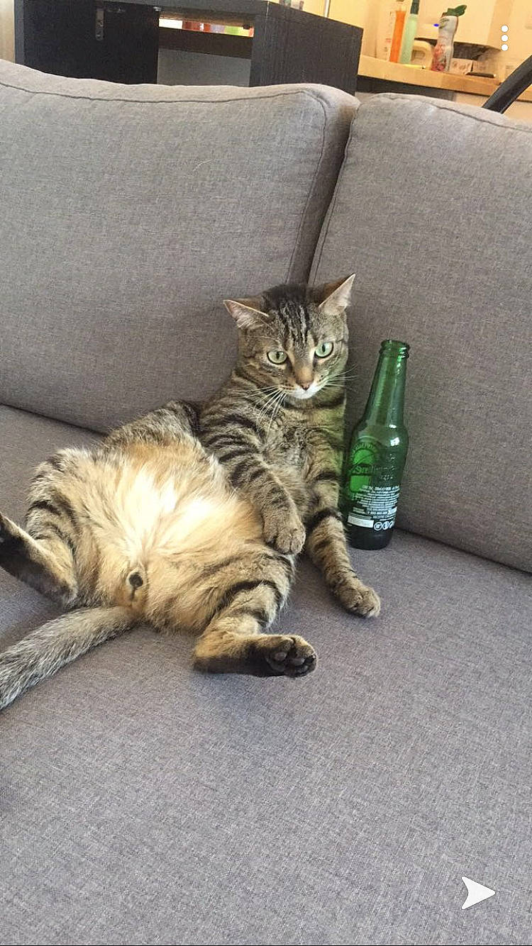 Mamine participe au concours pour gagner de l'argent avec cette photo : american_shorthair, asian, bengal, california_spangled, carnivore, cat, claw, domestic_short_haired_cat, dragon_li, european_shorthair, felidae, kitten, ocicat, pixie_bob, small_to_medium_sized_cats, sokoke, tabby_cat, toyger, whiskers, wild_cat