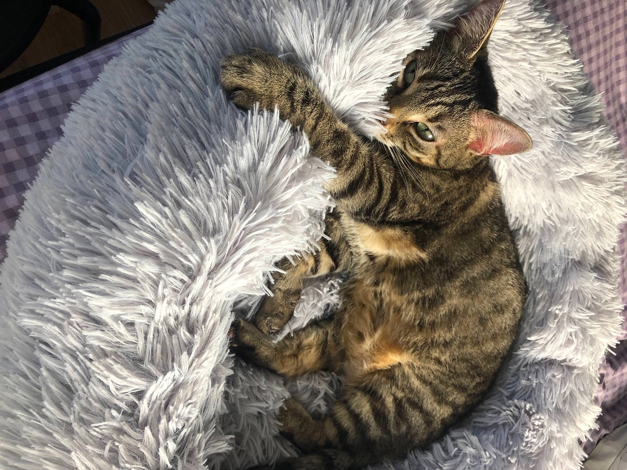 Mamine participe au concours pour gagner de l'argent avec cette photo : california_spangled, carnivore, cat, claw, cornish_rex, domestic_short_haired_cat, dragon_li, egyptian_mau, european_shorthair, felidae, fur, german_rex, kitten, nap, pixie_bob, rex_cat, sleep, small_to_medium_sized_cats, tabby_cat, whiskers