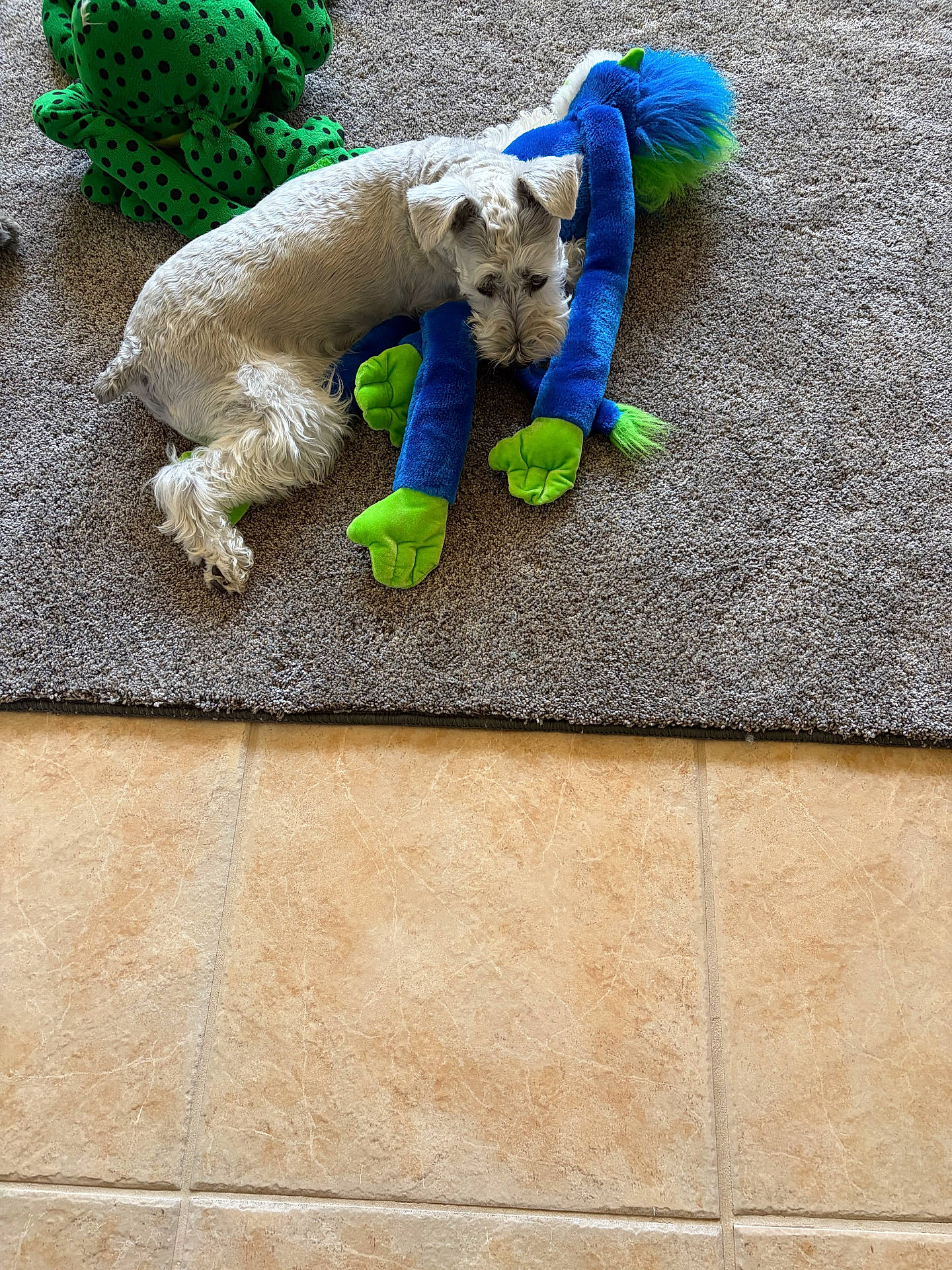 Chloè is registered to the contest to win money with this photo: animal_face, blue_toy, carpet, colorful_toy, dog, fluffy, green_toy, home, indoor, lying_down, pet, playtime, plush_toy, relaxed, rug, sleeping, small_dog, stuffed_animal, tile_floor, white_dog