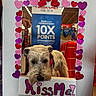 Chloè is registered to the contest to win money with this photo: canine, collar, cream_colored, cute, decorative_frame, dog, glitter, hearts, indoor, kiss_me, long_beard, mirror, pet, portrait, reflection, scruffy, shop, sign, store, valentine