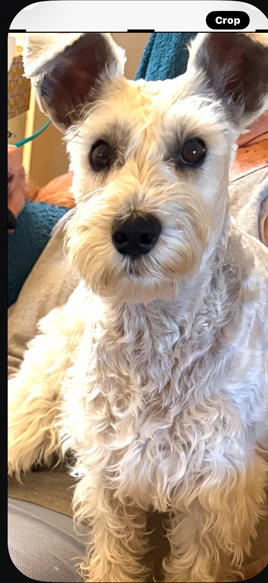 Chloè joined the competition — help win amazing prizes! animal, black_nose, brown_eyes, close_up, couch, curly_fur, dog, facial_hair, fluffy, home, indoors, large_ears, mustache, pet, photography, portrait, schnauzer, sitting, warm_lighting, white_dog
