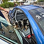 dog, car, race_car, leash, person, outdoor, building, window, door, roll_cage, fire_extinguisher, blue_car, grass, pavement, people, casual_clothing, reflection, vehicle_interior, pet, urban