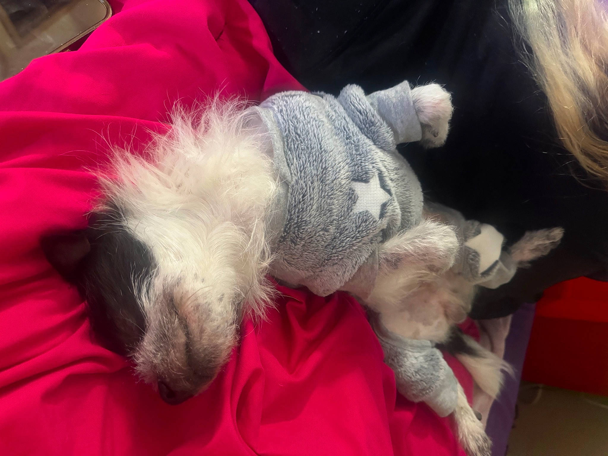 Bandit is registered to the contest to win money with this photo: carnivore, comfort, companion_dog, dog, dog_breed, dog_clothes, fawn, felidae, fur, paw, schnauzer, small_to_medium_sized_cats, snout, sporting_group, stuffed_toy, tail, terrier, toy_dog, whiskers, working_animal