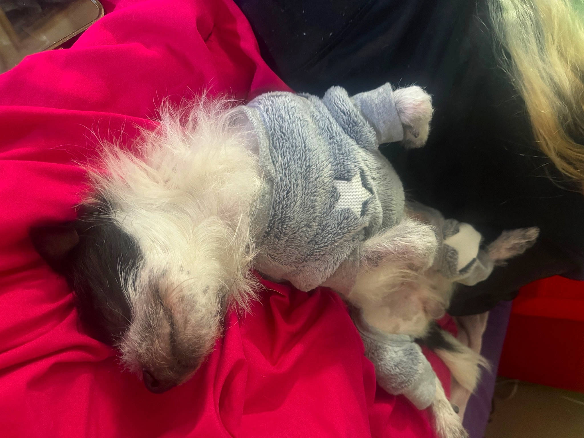 Bandit is registered to the contest to win money with this photo: carnivore, claw, companion_dog, dog, dog_breed, dog_clothes, dog_supply, fawn, felidae, fur, paw, schnauzer, small_terrier, small_to_medium_sized_cats, snout, sporting_group, tail, terrier, toy_dog, working_animal