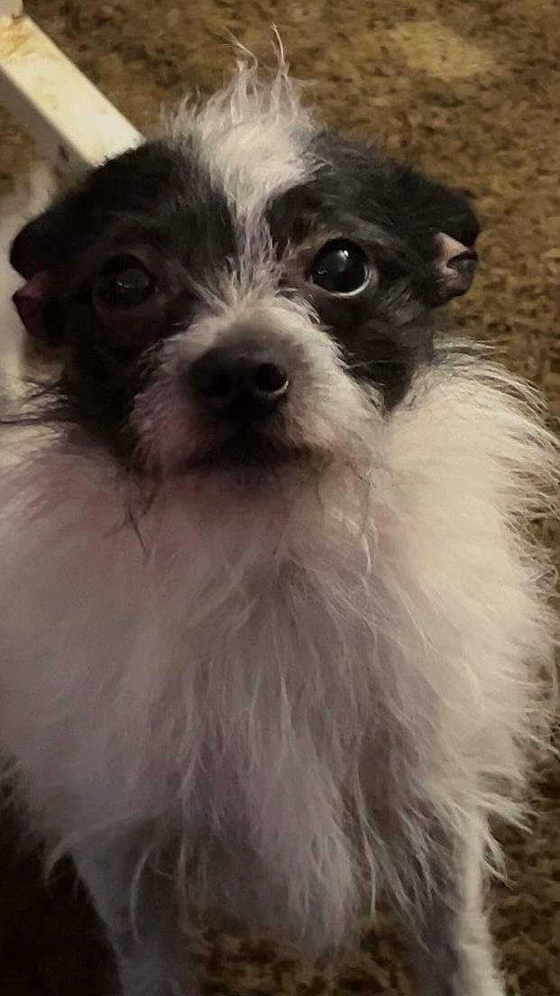 Bandit is registered to the contest to win money with this photo: biewer_terrier, canidae, carnivore, companion_dog, dog, dog_breed, fur, liver, maltepoo, mirror, non_sporting_group, puppy, shih_poo, small_terrier, sporting_group, terrestrial_animal, terrier, toy_dog, whiskers, working_animal