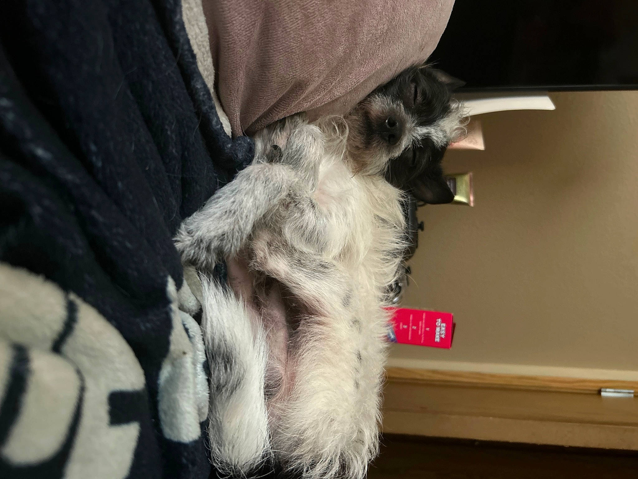 Bandit joined the competition — help win amazing prizes! carnivore, claw, collar, companion_dog, dog_breed, dog_collar, felidae, fur, goat, goats, grey, human_leg, livestock, paw, schnauzer, small_to_medium_sized_cats, sporting_group, tail, whiskers, working_animal