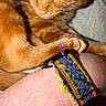Linus is registered to the contest to win money with this photo: arm, cat, close_up, colorful, cozy, fabric, fur, ginger_cat, indoor, pattern, paw, pet, relaxation, resting, sleeping, soft_light, texture, warm_colors, whiskers, wristband