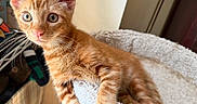 Linus is registered to the contest to win money with this photo: animal, bed, cat, cozy, curious, cute, domestic, ears, feline, fluffy, fur, indoor, kitten, orange_tabby, paw, pet, resting, soft, whiskers, young