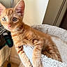 kitten, cat, orange_tabby, pet, feline, animal, indoor, bed, soft, fluffy, curious, young, whiskers, ears, paw, fur, resting, cute, domestic, cozy