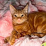Linus is registered to the contest to win money with this photo: animal, cat, cozy, cute, domestic_cat, ears, feline, fluffy_blanket, fur, indoor, mammal, orange_tabby, paw, pet, pink_blanket, portrait, relaxed, resting, sleepy, whiskers