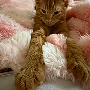 Linus is registered to the contest to win money with this photo: animal, blanket, cat, closeup, cozy, cute, feline, fluffy, fur, ginger_cat, indoor, paws, pet, pink, relaxed, resting, sleepy, soft, stretching, white