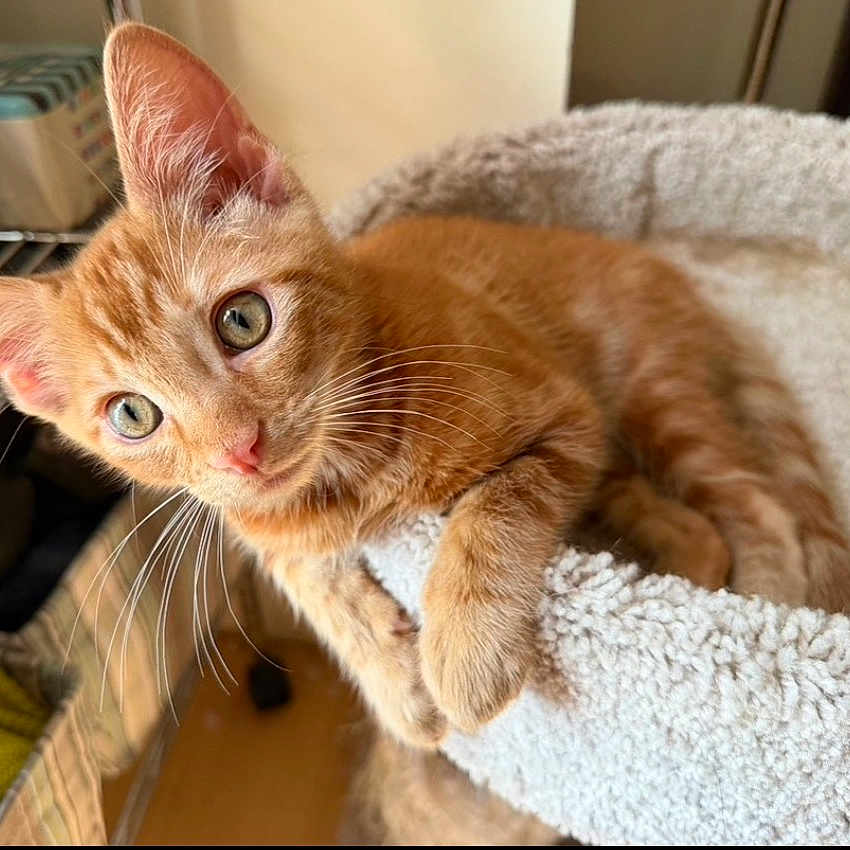 Linus joined the competition — help win amazing prizes! animal, bed, cat, closeup, cozy, curious, cute, ears, feline, fur, home, indoor, kitten, orange_tabby, paws, pet, relaxed, soft, whiskers, young