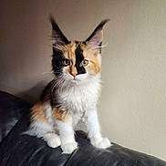 Apple a rejoint le concours — aidez-le/la à gagner de superbes lots ! cat, kitten, calico, feline, fluffy, ears, sitting, black_leather, couch, indoor, pet, animal, fur, whiskers, curious, young, domestic_cat, portrait, beige_wall, cute