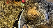 Rhea participe au concours pour gagner de l'argent avec cette photo : adorable, canine, companion_animal, cozy, curled_up, dog, domestic_animal, fur, indoor, mixed_fur, paw, pet, pet_bed, pink_collar, relaxed, resting, shag_rug, sleeping_dog, snout, tongue_out