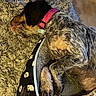 adorable, canine, companion_animal, cozy, curled_up, dog, domestic_animal, fur, indoor, mixed_fur, paw, pet, pet_bed, pink_collar, relaxed, resting, shag_rug, sleeping_dog, snout, tongue_out