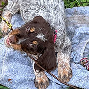 Rhea participe au concours pour gagner de l'argent avec cette photo : brown_fur, chewing, close_up, collar, cute, dog, floppy_ears, grass, laying_down, outdoor, paws, playful, portrait, puppy, smiling_expression, speckled_fur, stick, towel, wet_nose, white_fur