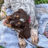 brown_fur, chewing, close_up, collar, cute, dog, floppy_ears, grass, laying_down, outdoor, paws, playful, portrait, puppy, smiling_expression, speckled_fur, stick, towel, wet_nose, white_fur