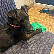 Ziggy joined the competition — help win amazing prizes! animal, black_dog, blue_couch, collar, companion, couch, cute, dog, domestic, floor, furniture, indoor, looking, pet, pet_bowls, plush_toy, relaxing, toy, wall, wooden_floor