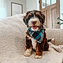 Omari is registered to the contest to win money with this photo: puppy, dog, bandana, blue, plaid, blanket, couch, indoor, home, door, wooden_door, fur, happy, smiling, pet, cozy, seated, animal, cute, portrait
