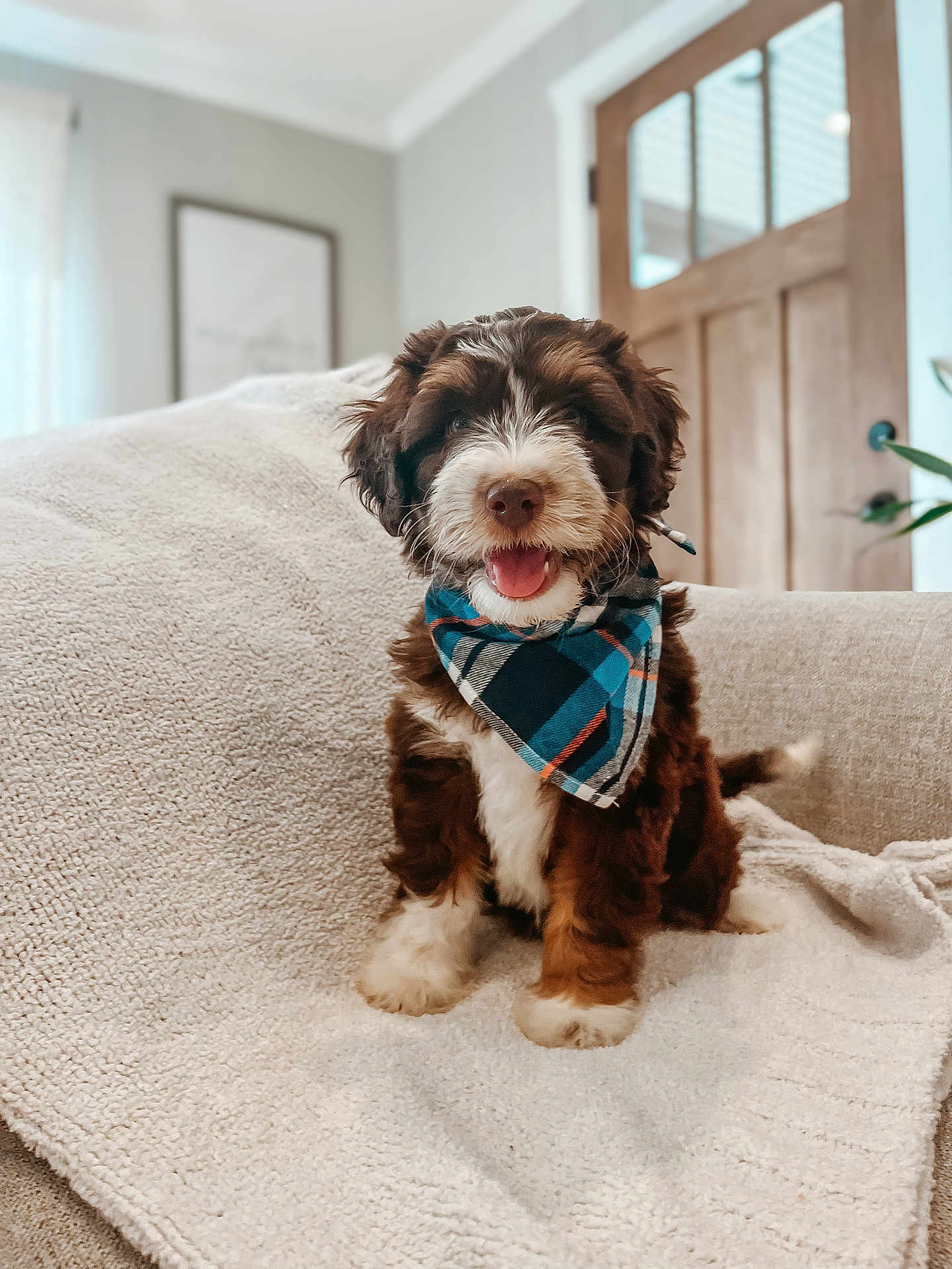 Omari is registered to the contest to win money with this photo: puppy, dog, bandana, blue, plaid, blanket, couch, indoor, home, door, wooden_door, fur, happy, smiling, pet, cozy, seated, animal, cute, portrait