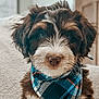 Omari is registered to the contest to win money with this photo: puppy, dog, bandana, blue, plaid, fur, cute, pet, indoors, blanket, cozy, brown, white, sitting, portrait, closeup, animal, young, fluffy, home