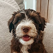 Omari joined the competition — help win amazing prizes! puppy, dog, brown, white, fluffy, happy, smiling, indoor, blanket, couch, cozy, pet, animal, fur, sitting, cute, young, portrait, door, home